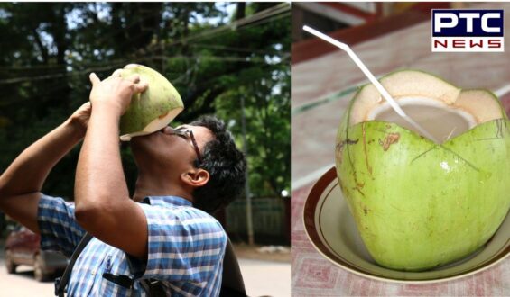 Beware! Consuming coconut water directly from fruit can pose significant health risks | Check Details