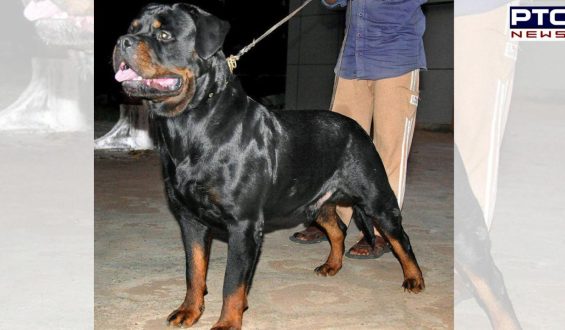 Chennai: Owner of two Rottweilers arrested after attack on 5-year-old in a park