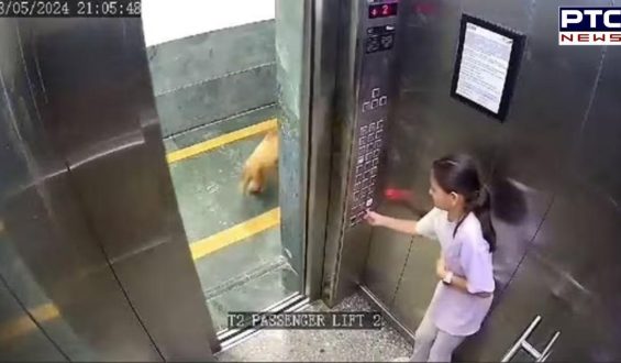 Noida: Teenage girl bitten by dog in lift of Noida housing society | Watch video