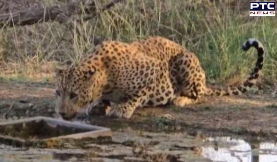 Viral Video: Leopard quenches thirst in Rajasthan amid sweltering heat, captivates the internet