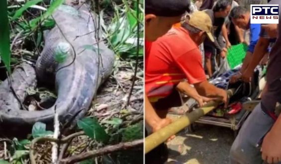 Indonesian woman found deceased inside 16-foot Python after three-day disappearance