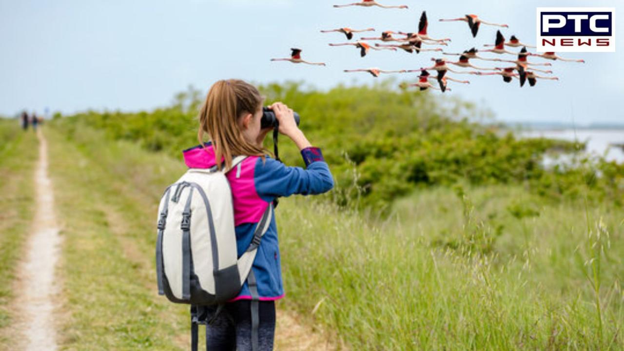 Discover 7 incredible mental health benefits of bird watching and connecting with nature