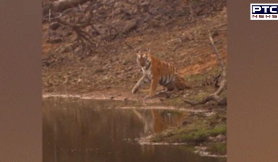 Photographer captures rare moment of tigress ‘waving’ at tourists | Watch Video