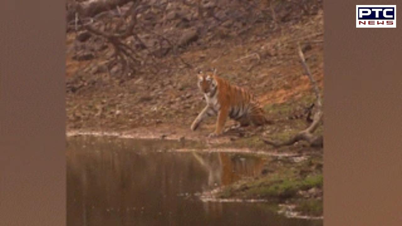 Photographer captures rare moment of tigress ‘waving’ at tourists | Watch Video