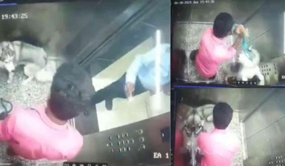 Disturbing Video: Dog walker abuses Husky inside Gurgaon society elevator