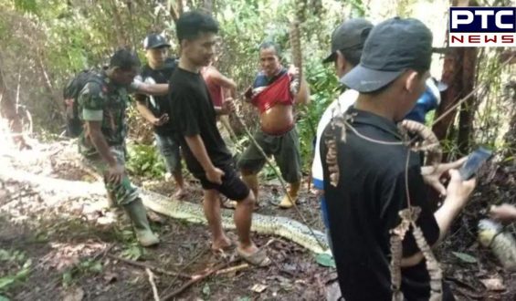 Python Swallowed Woman: ਲਾਪਤਾ ਹੋਈ ਪਤਨੀ ਤਾਂ ਪਤੀ ਨੇ ਵੱਢ ਦਿੱਤਾ ਅਜਗਰ ! ਜਾਣੋ ਕਾਰਨ