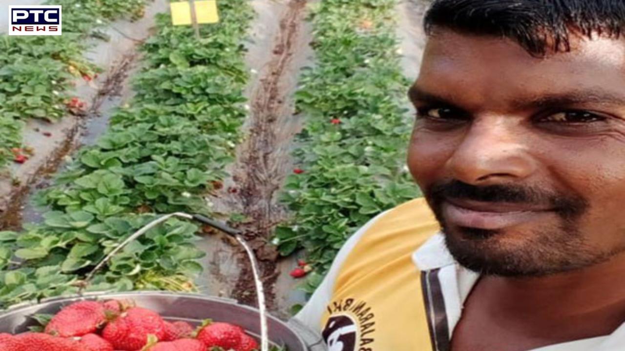 Gujarat’s Dang becomes fully natural farming district; tribal youth plant 25,000 strawberry saplings