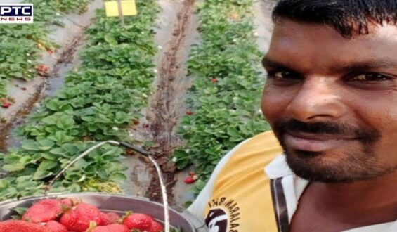 Gujarat’s Dang becomes fully natural farming district; tribal youth plant 25,000 strawberry saplings