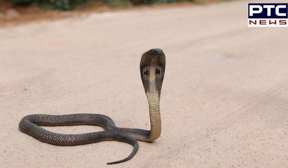 Child Bites Snake : ਸੱਪ ਨੂੰ ਖਿਡੌਣਾ ਸਮਝ ਕੇ ਬੱਚੇ ਨੇ ਚੱਬਿਆ; ਸੱਪ ਦੀ ਹੋਈ ਮੌਤ, ਬੱਚੇ ਦੀ ਹਾਲਤ ਦੇਖ ਹੋ ਜਾਓਗੇ ਹੈਰਾਨ