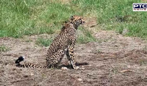 Namibian male cheetah dies at Kuno national park in Madhya Pradesh