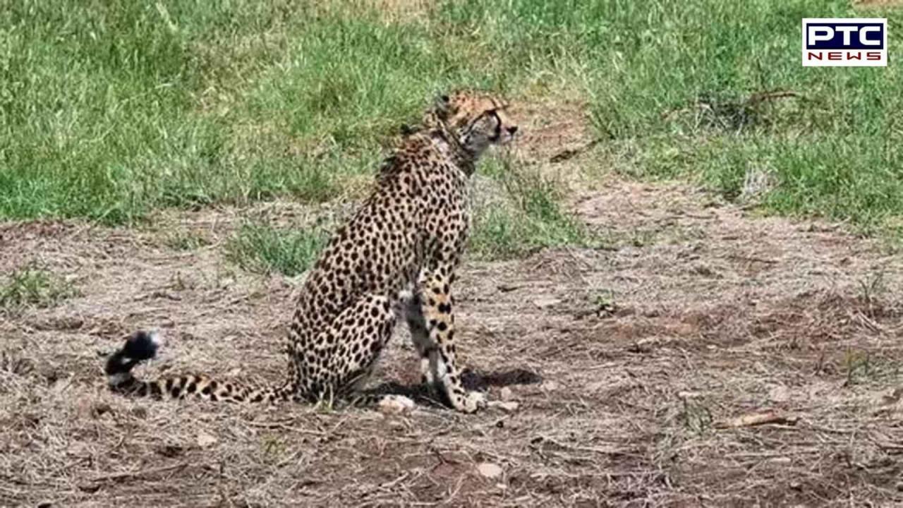 Namibian male cheetah dies at Kuno national park in Madhya Pradesh