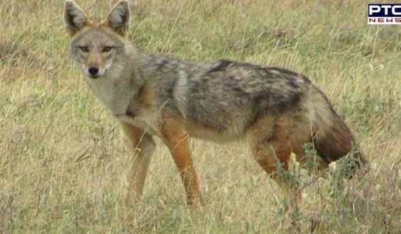 12 injured in jackal attack in UP’s Pilibhit as wolf menace escalates in Bahraich