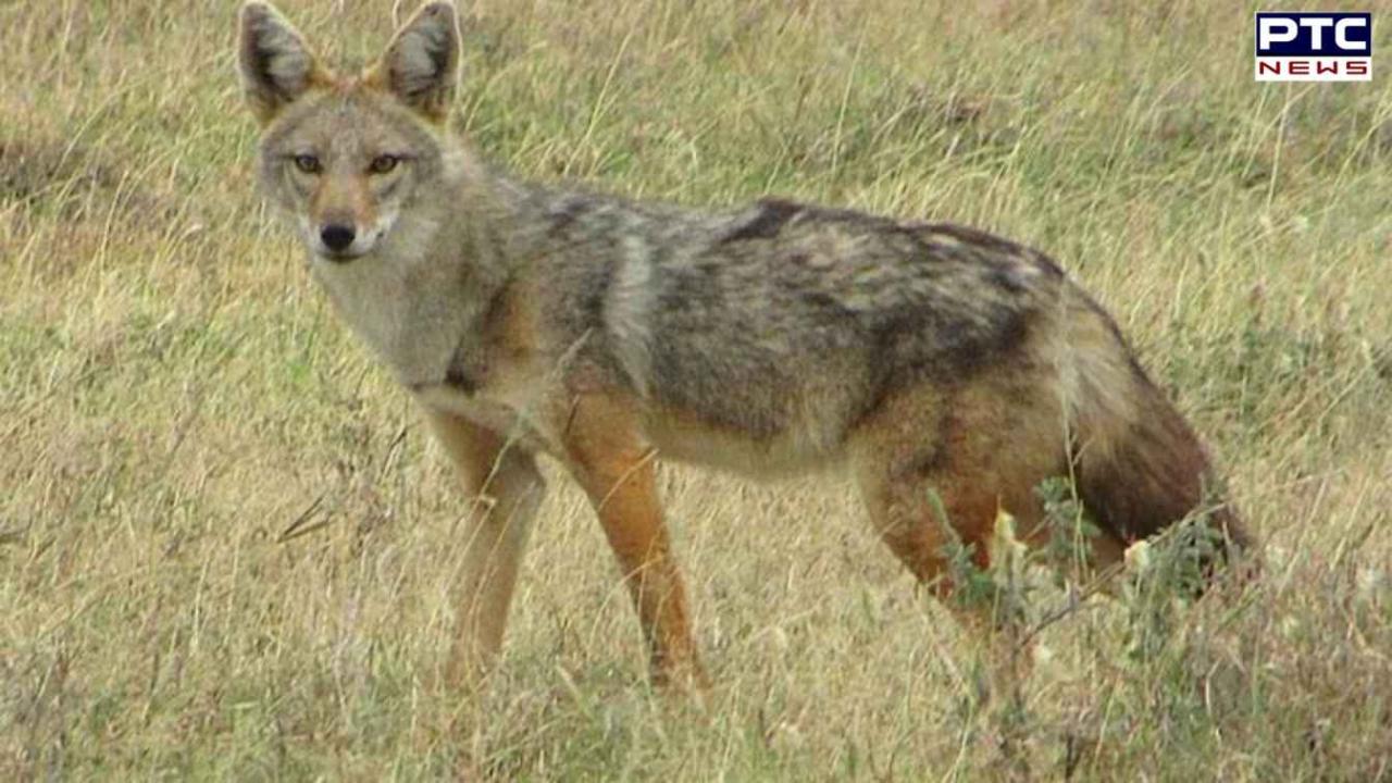 12 injured in jackal attack in UP’s Pilibhit as wolf menace escalates in Bahraich