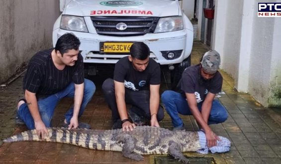 Mumbai: 9-foot-long crocodile safely rescued from Mulund residential society