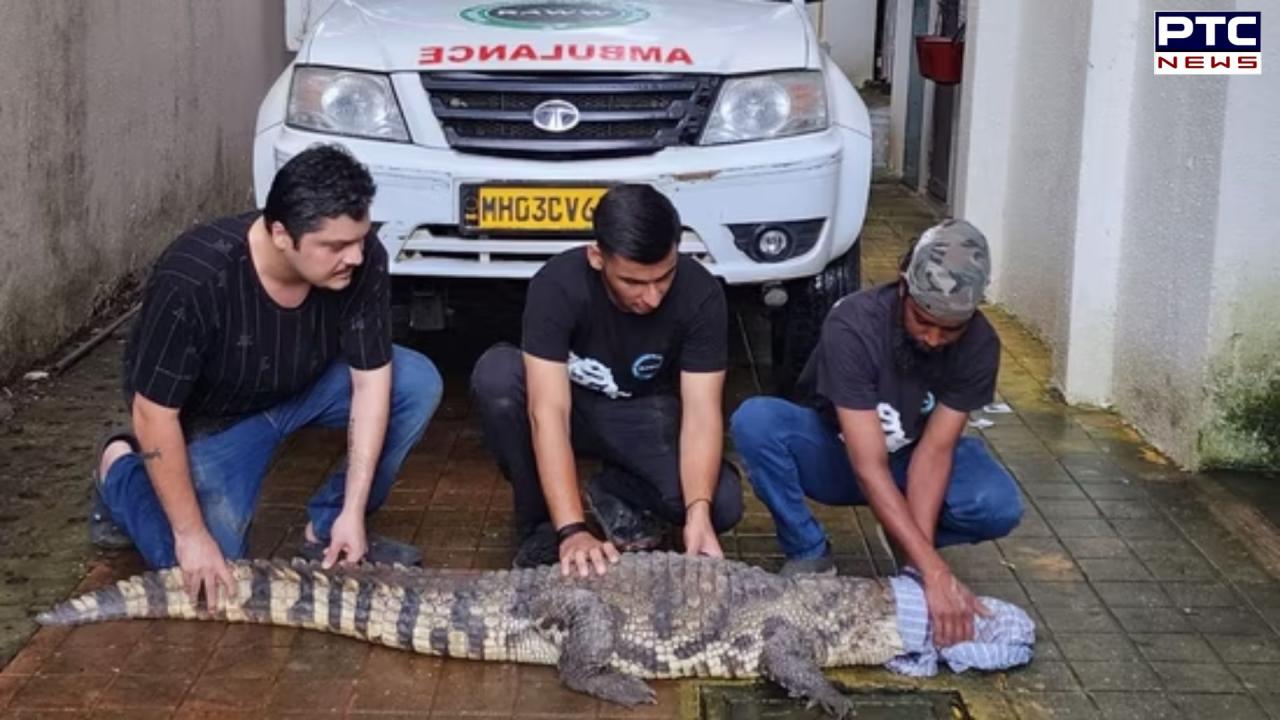 Mumbai: 9-foot-long crocodile safely rescued from Mulund residential society