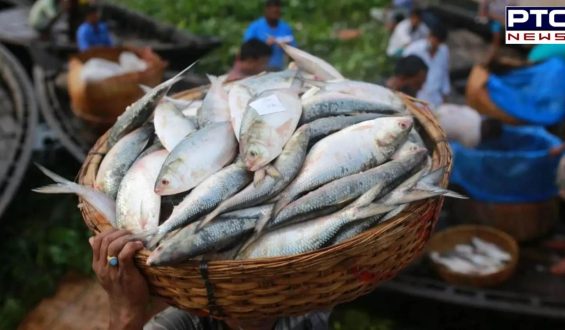 Bangladesh lifts hilsa export ban, approves 3,000 tonnes to India for Durga Puja celebrations