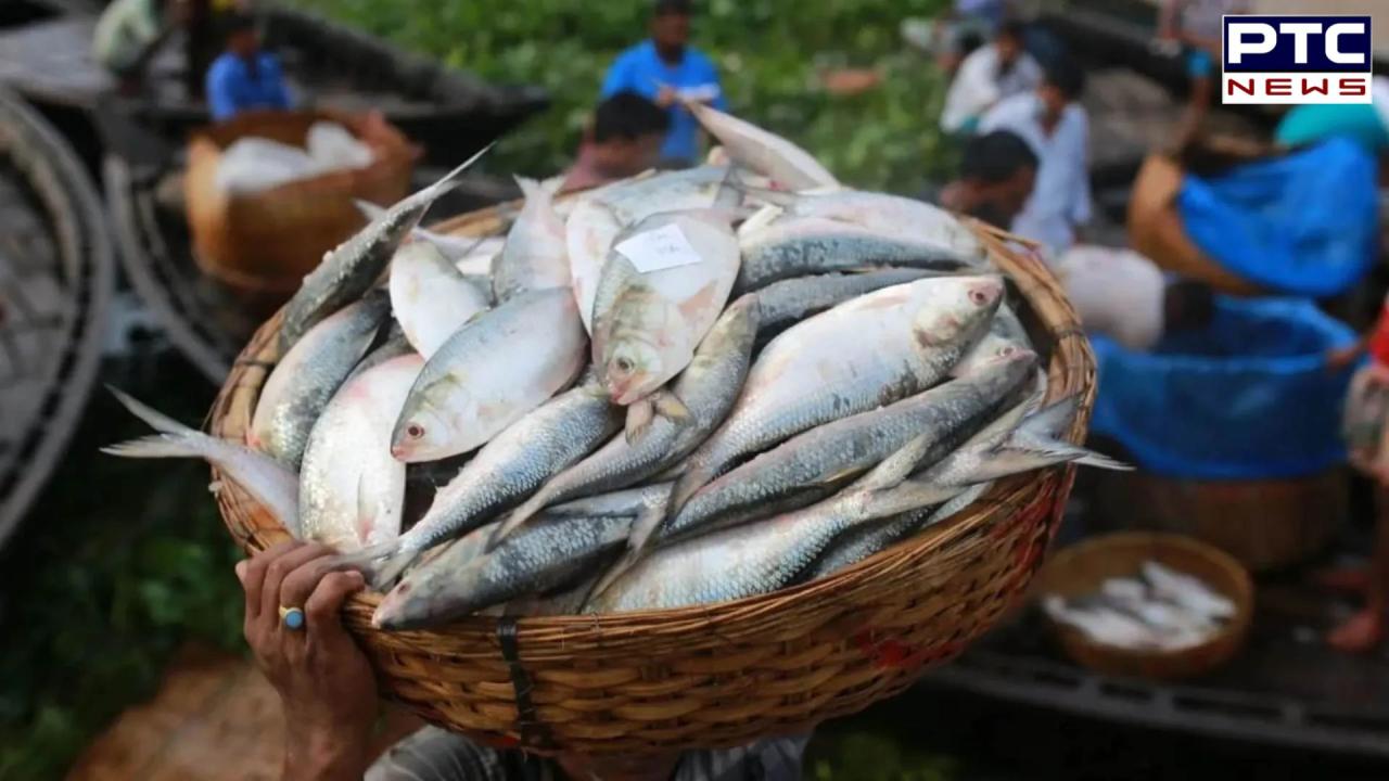 Bangladesh lifts hilsa export ban, approves 3,000 tonnes to India for Durga Puja celebrations