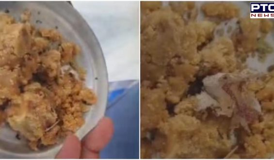 Devotee alleges tobacco found in Tirupati laddu, shares video amid controversy over animal fat