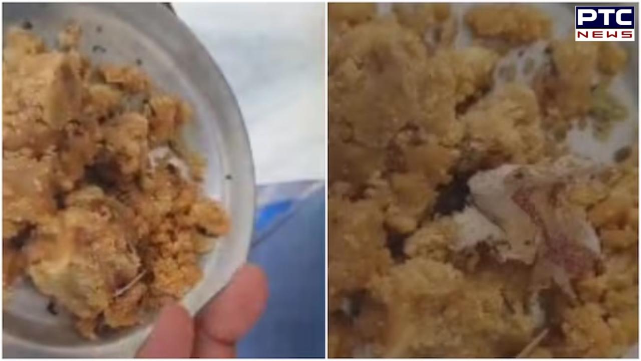 Devotee alleges tobacco found in Tirupati laddu, shares video amid controversy over animal fat