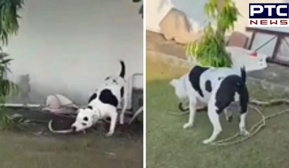 Pitbull Viral Video : ਪਿਟਬੁੱਲ ਦੀ ਵਫ਼ਾਦਾਰੀ ! ਸੱਪ ਨਾਲ ਲੜਕੇ ਬੱਚਿਆਂ ਦੀ ਬਚਾਈ ਜਾਨ