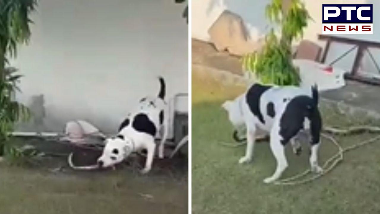 Pitbull Viral Video : ਪਿਟਬੁੱਲ ਦੀ ਵਫ਼ਾਦਾਰੀ ! ਸੱਪ ਨਾਲ ਲੜਕੇ ਬੱਚਿਆਂ ਦੀ ਬਚਾਈ ਜਾਨ